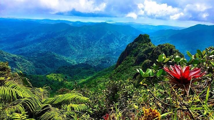 Picos verdes de la cordillera bajo un cielo con nubes, con una bromelia roja en primer plano