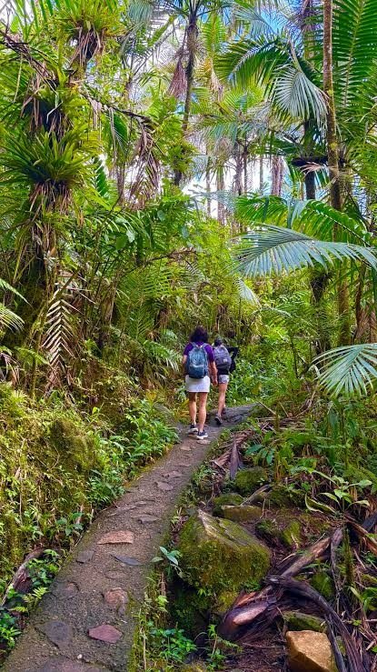 Dos personas caminan por una vereda de piedra entre palmas y helechos del bosque lluvioso